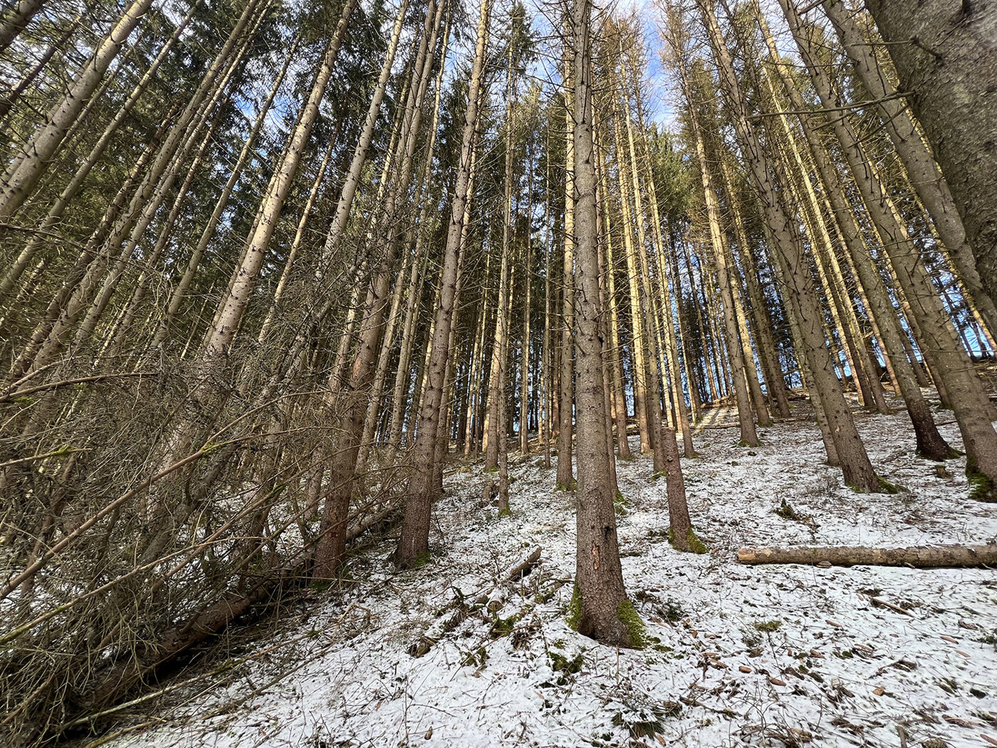 Blick in den Wald 1