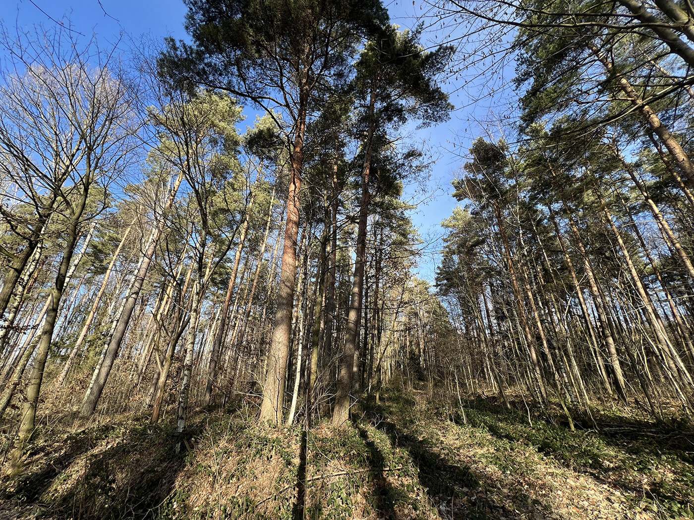 Blick auf südlichen Bestand