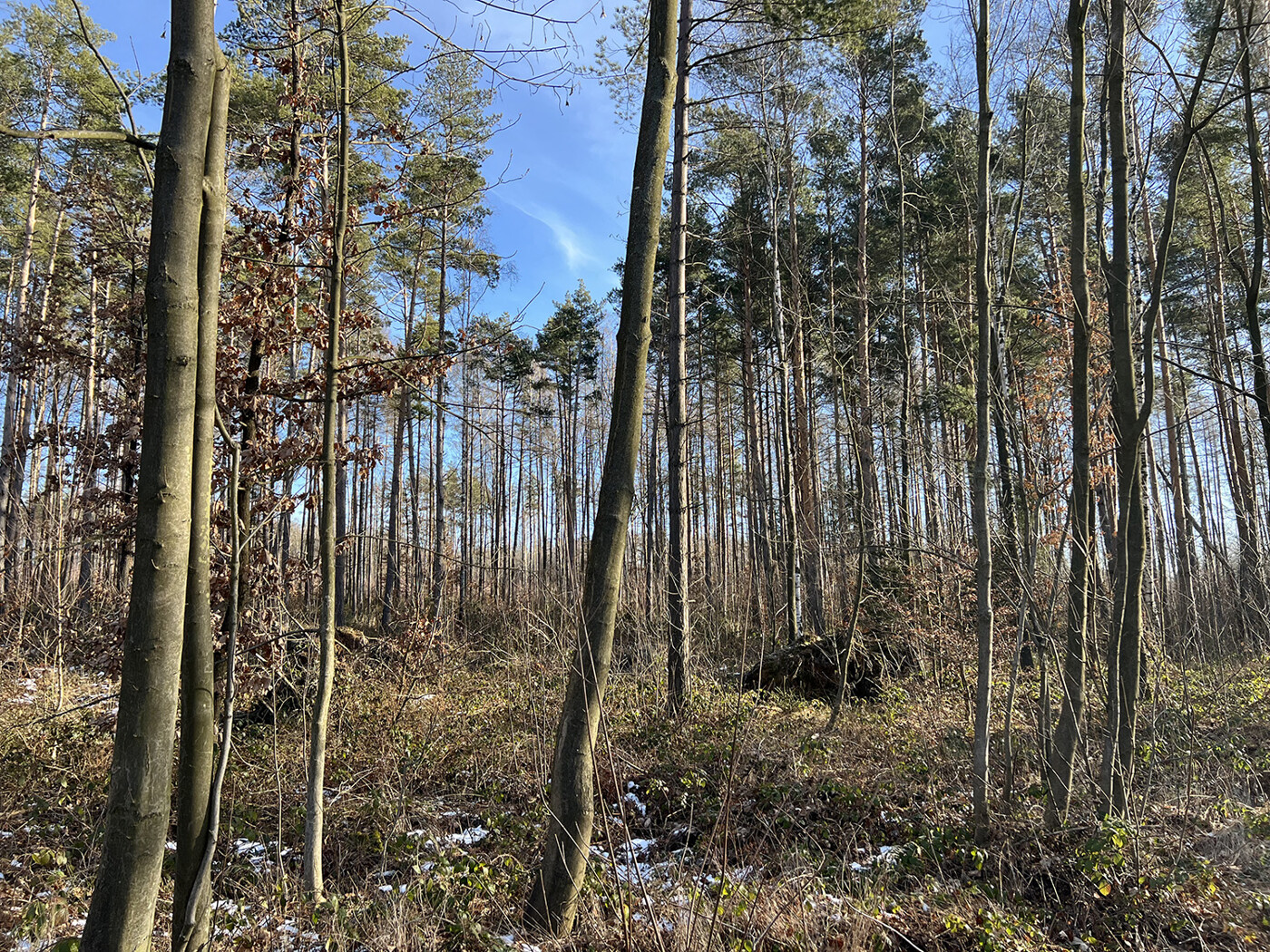 Blick auf südlichen Bestand