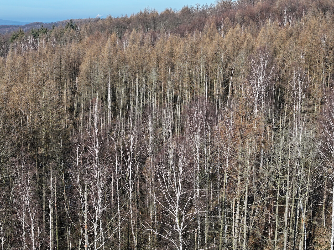 Blick auf den Bestand 