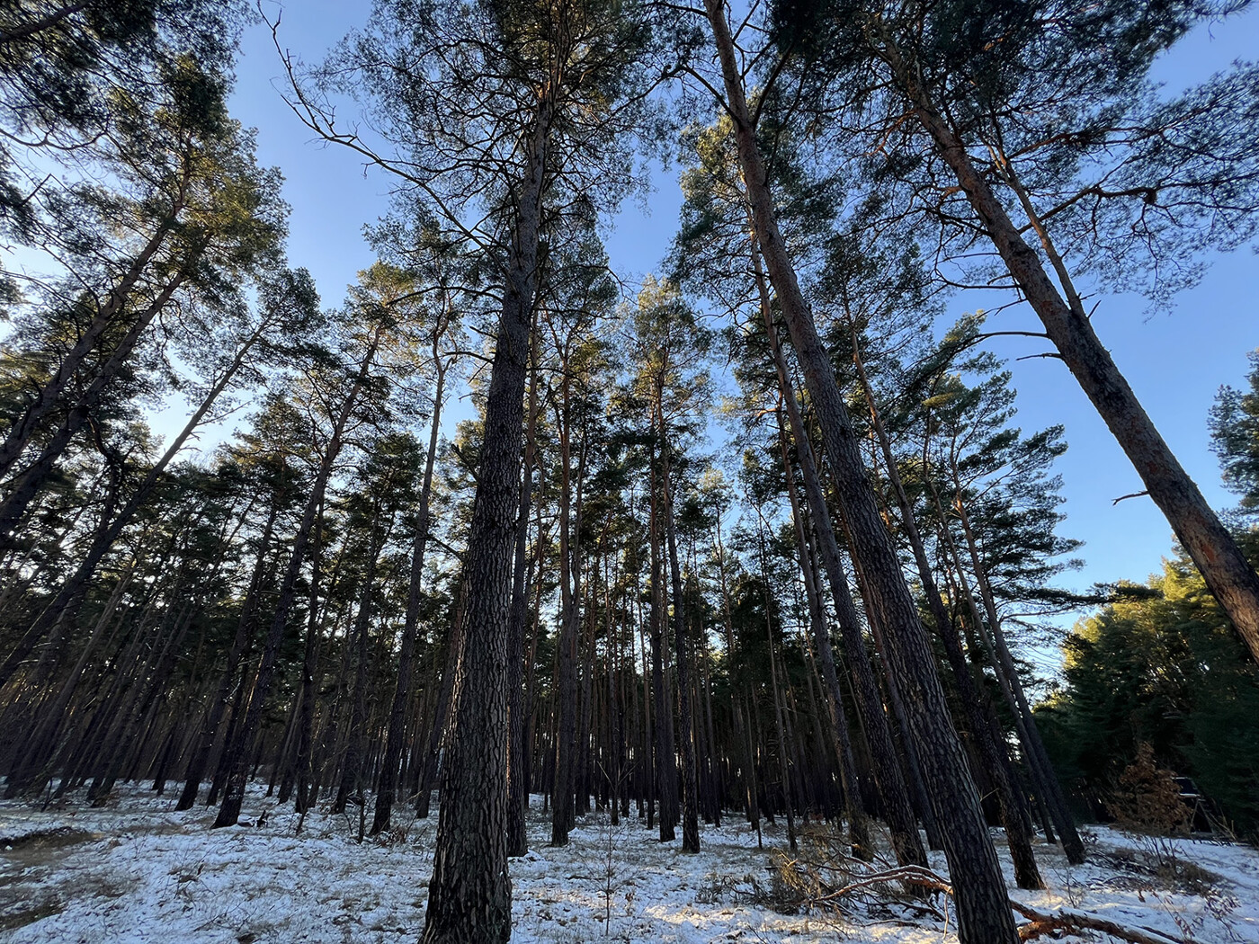 Blick in den Wald F. 246