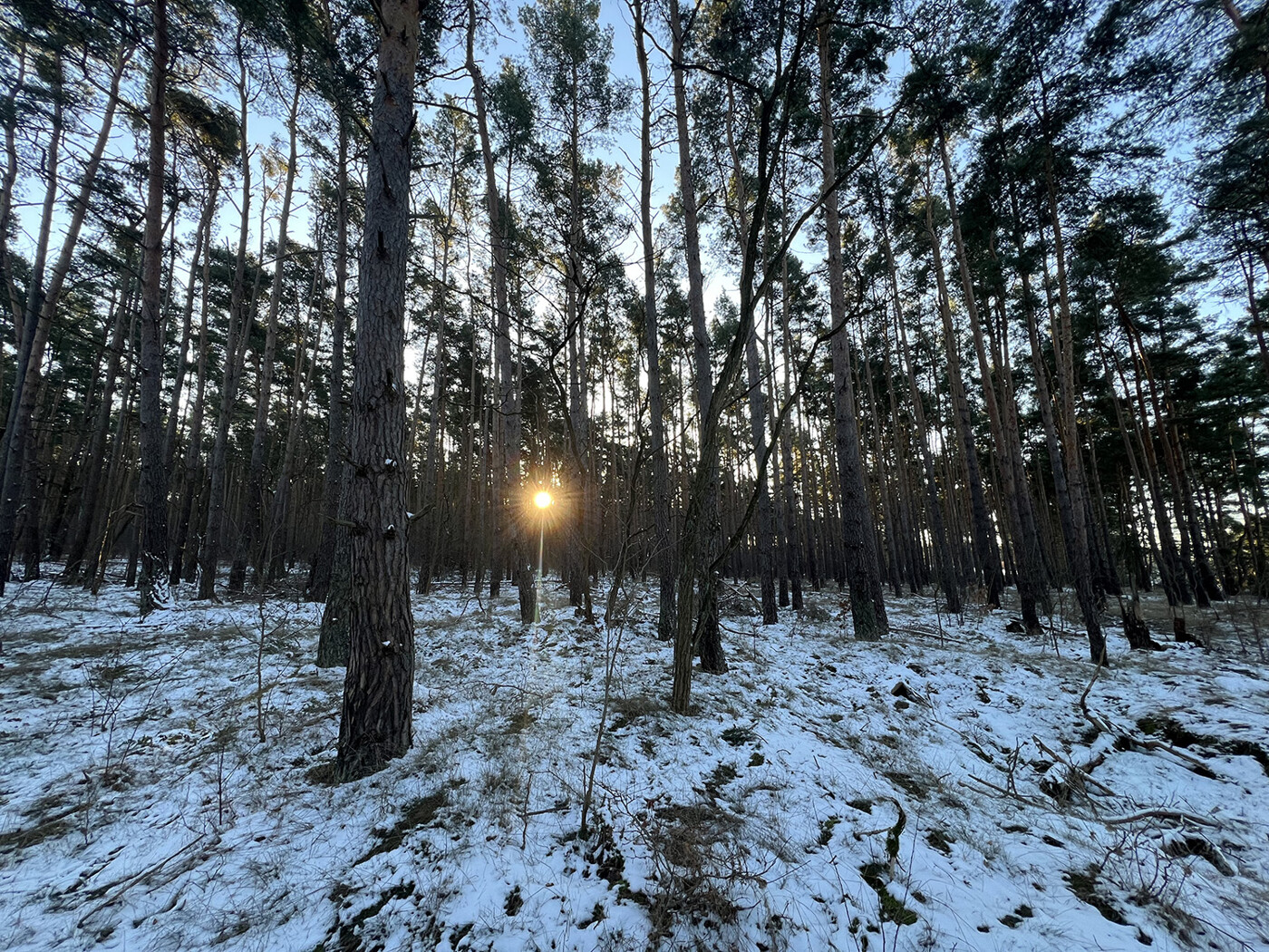 Blick in den Wald