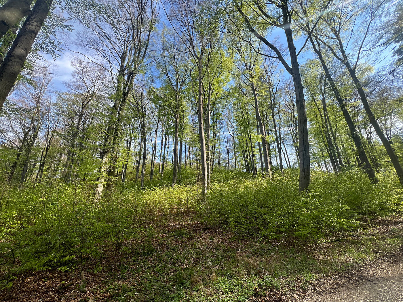 Blick in den Wald