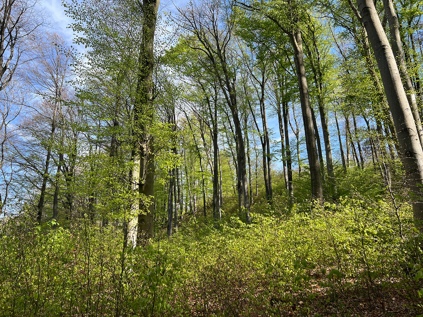 Blick in den Wald