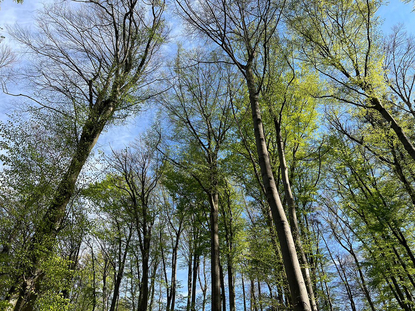 Blick in die Baumkronen
