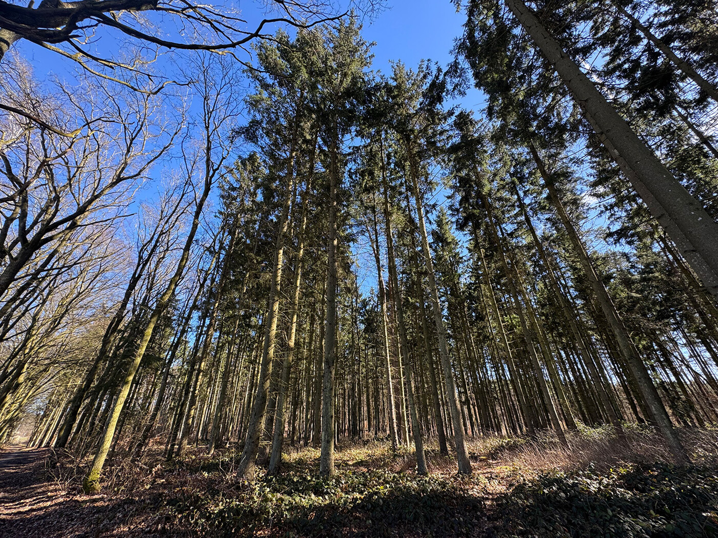 Blick in die Baumkronen