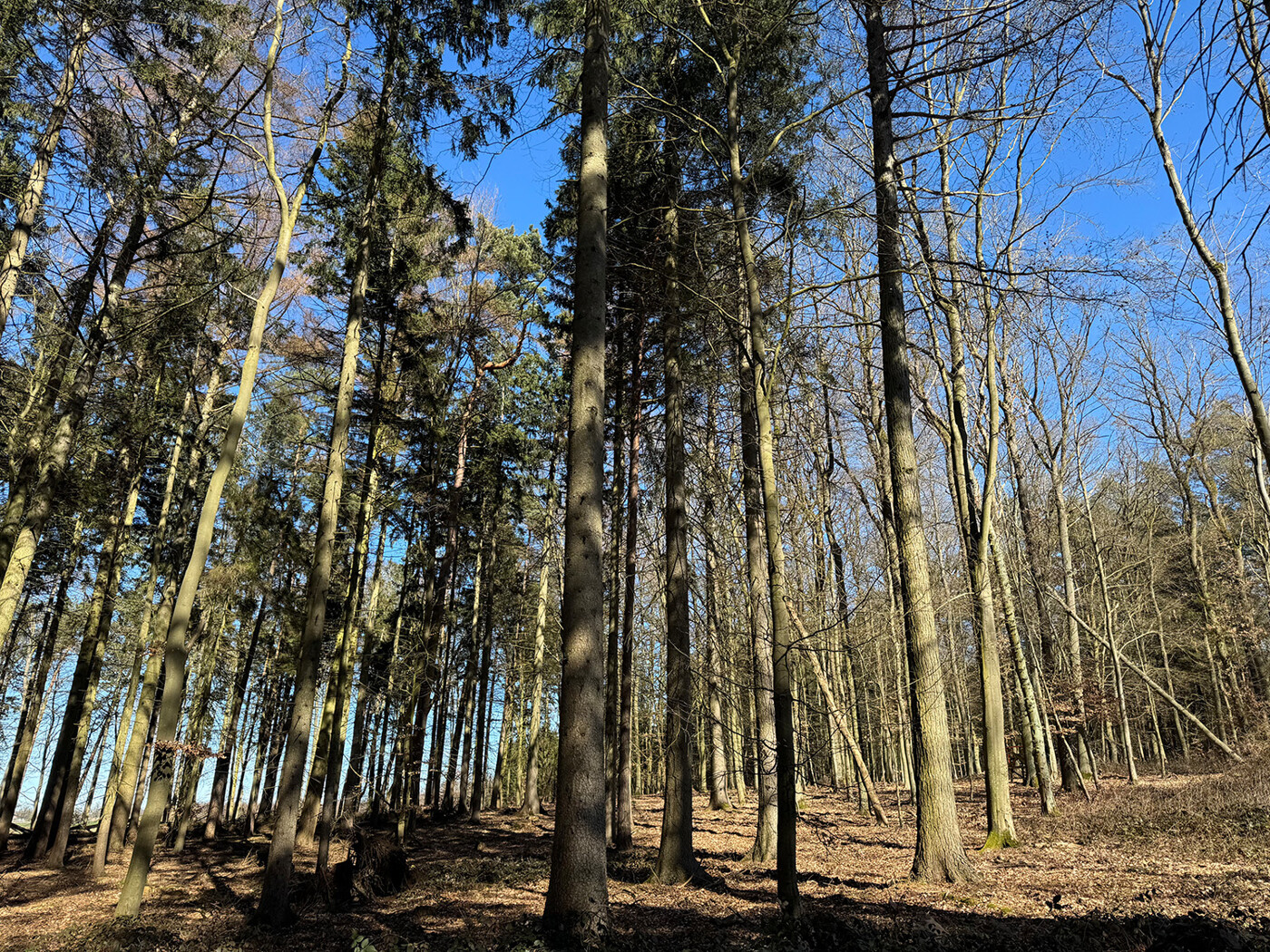 Blick in den Wald