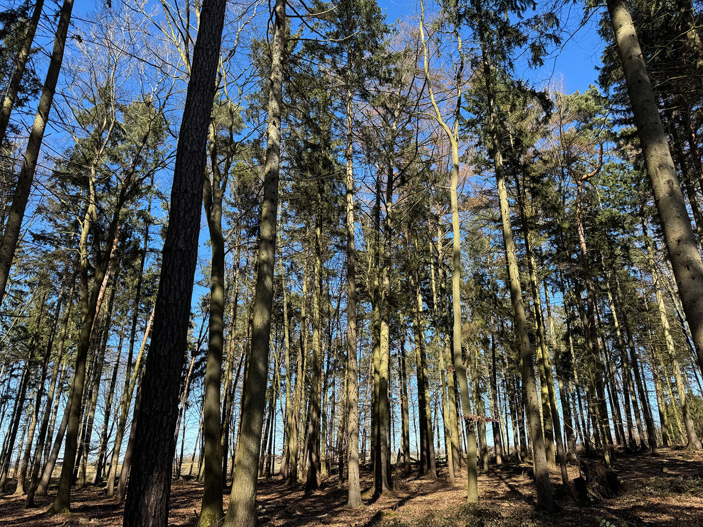 Blick in den Wald