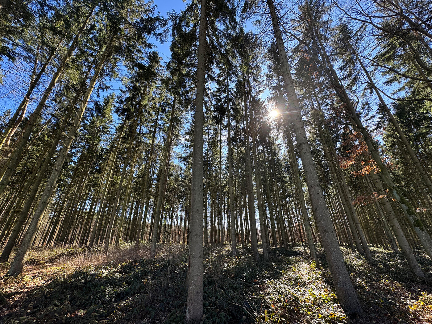 Blick in den Wald