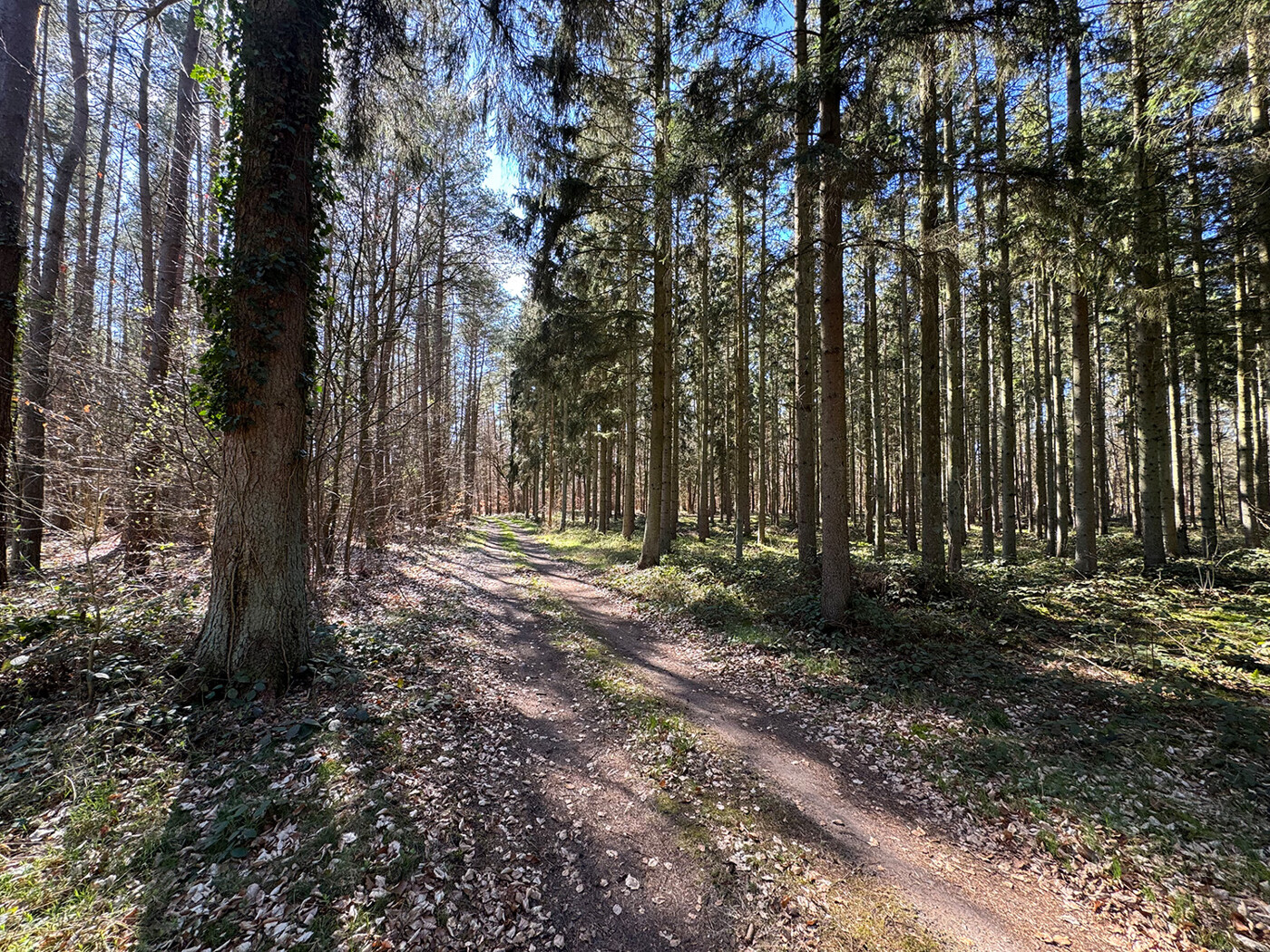 Blick vom Waldweg