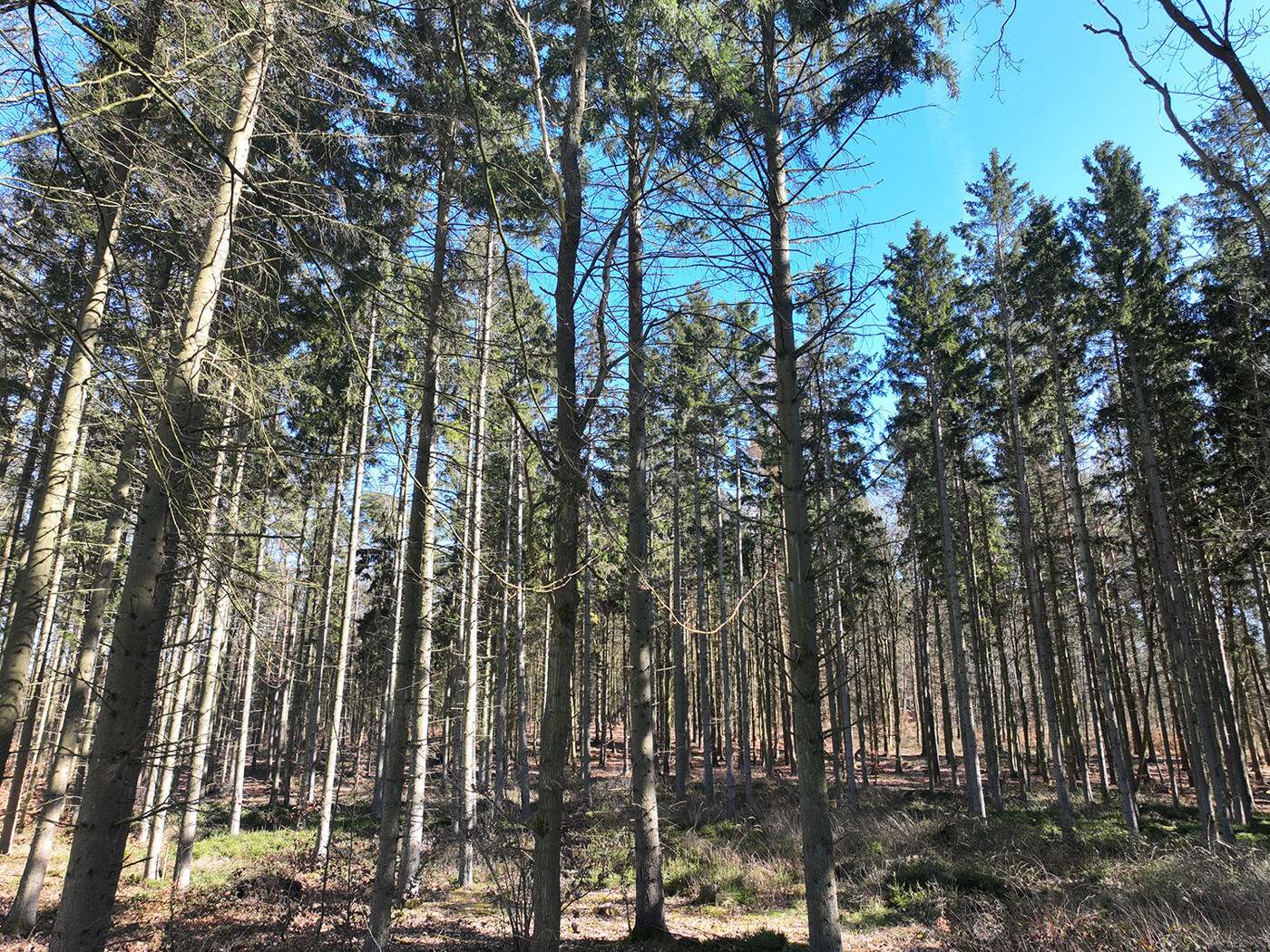 Blick in den Wald