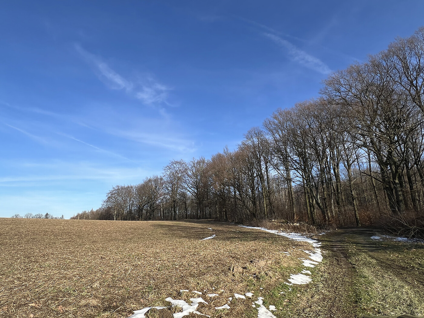 Blick entlang der westlichen Flurstücksgrenze