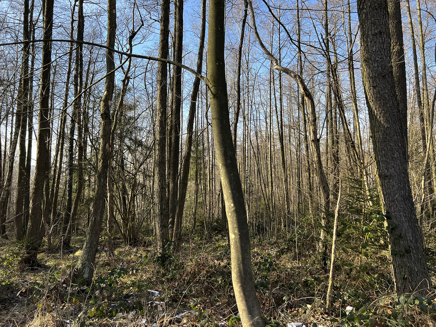 Blick in den Wald