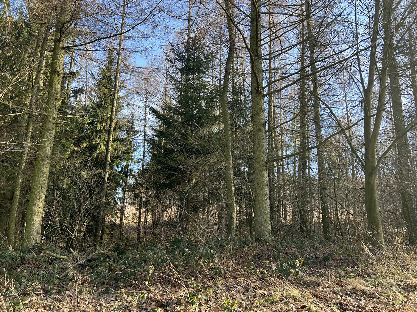 Blick in den Wald