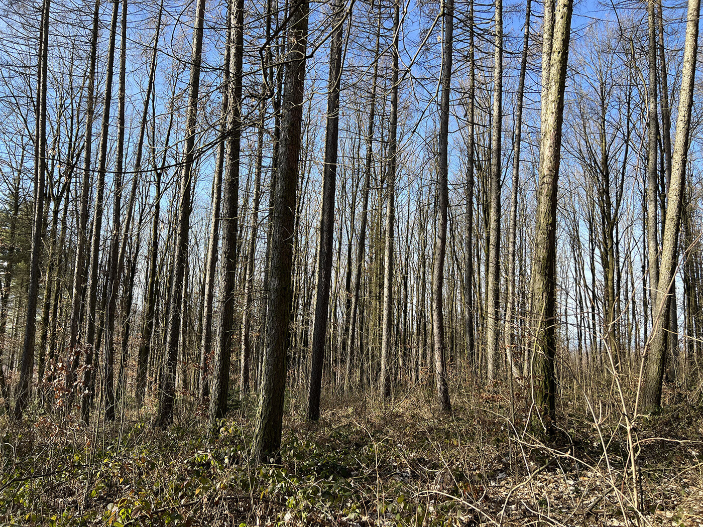 Blick in den Wald