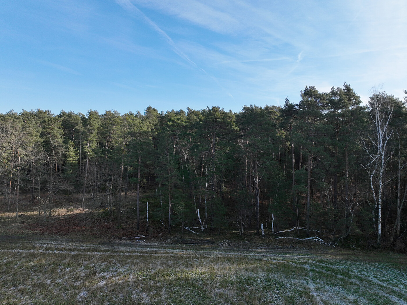 Blick auf den Waldrand