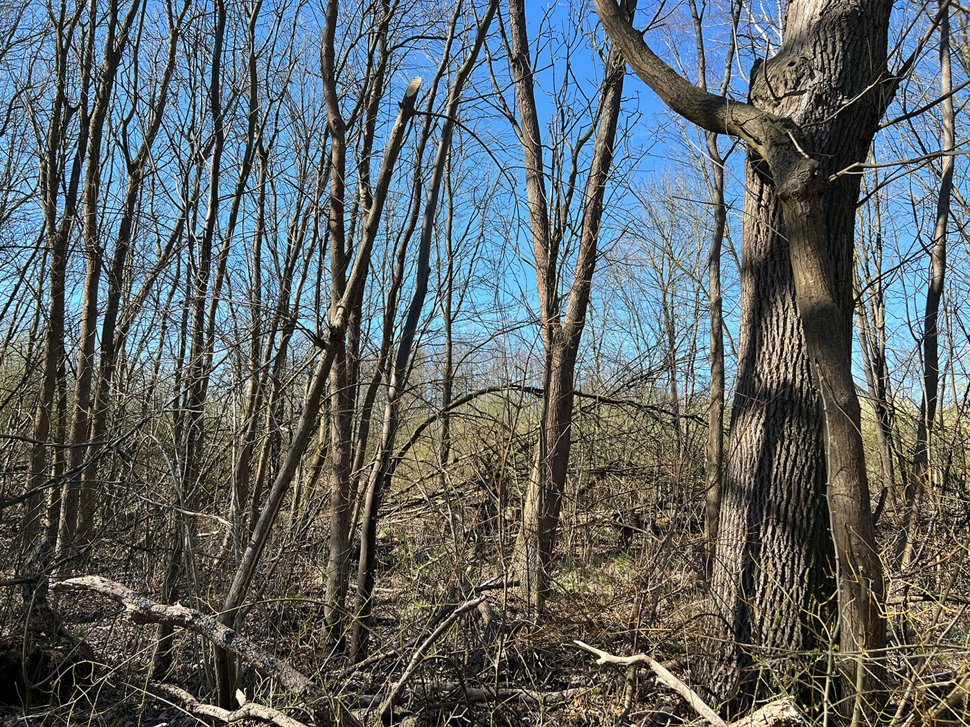 Blick in die Waldfläche
