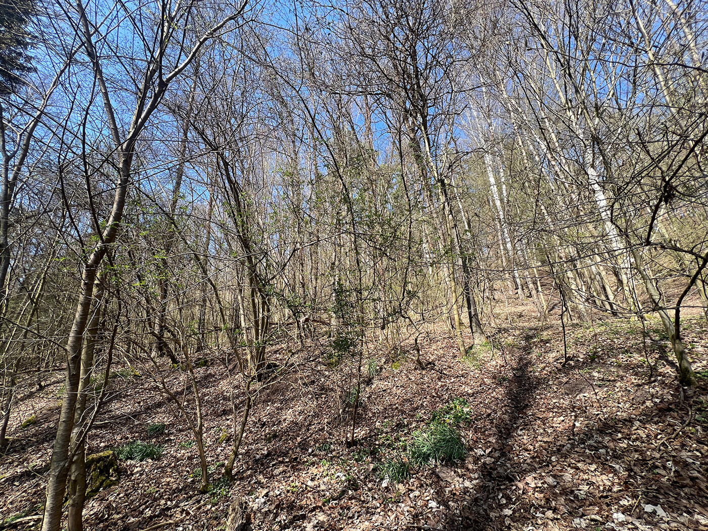 Blick in den Wald