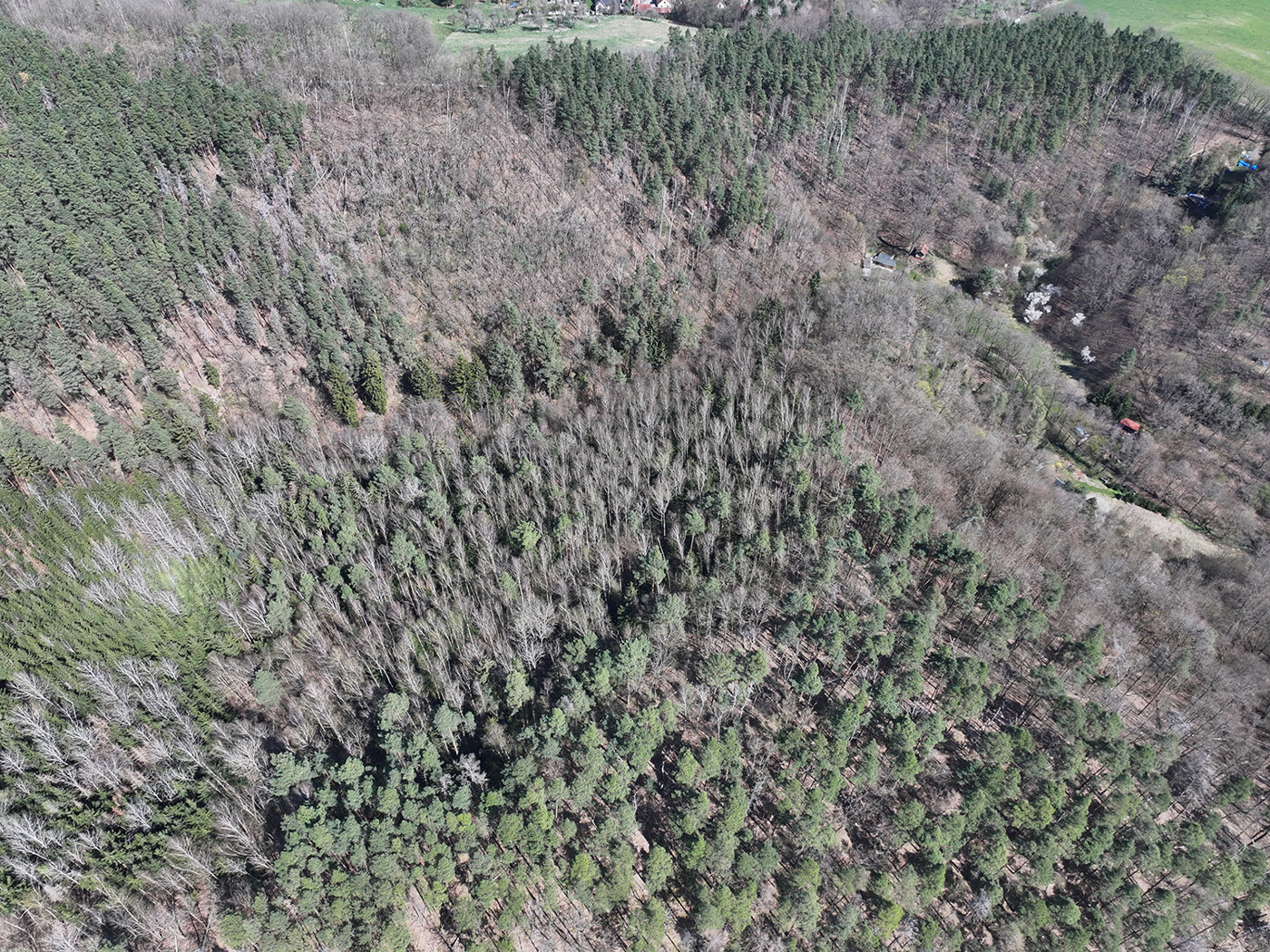 Blick auf den Wald
