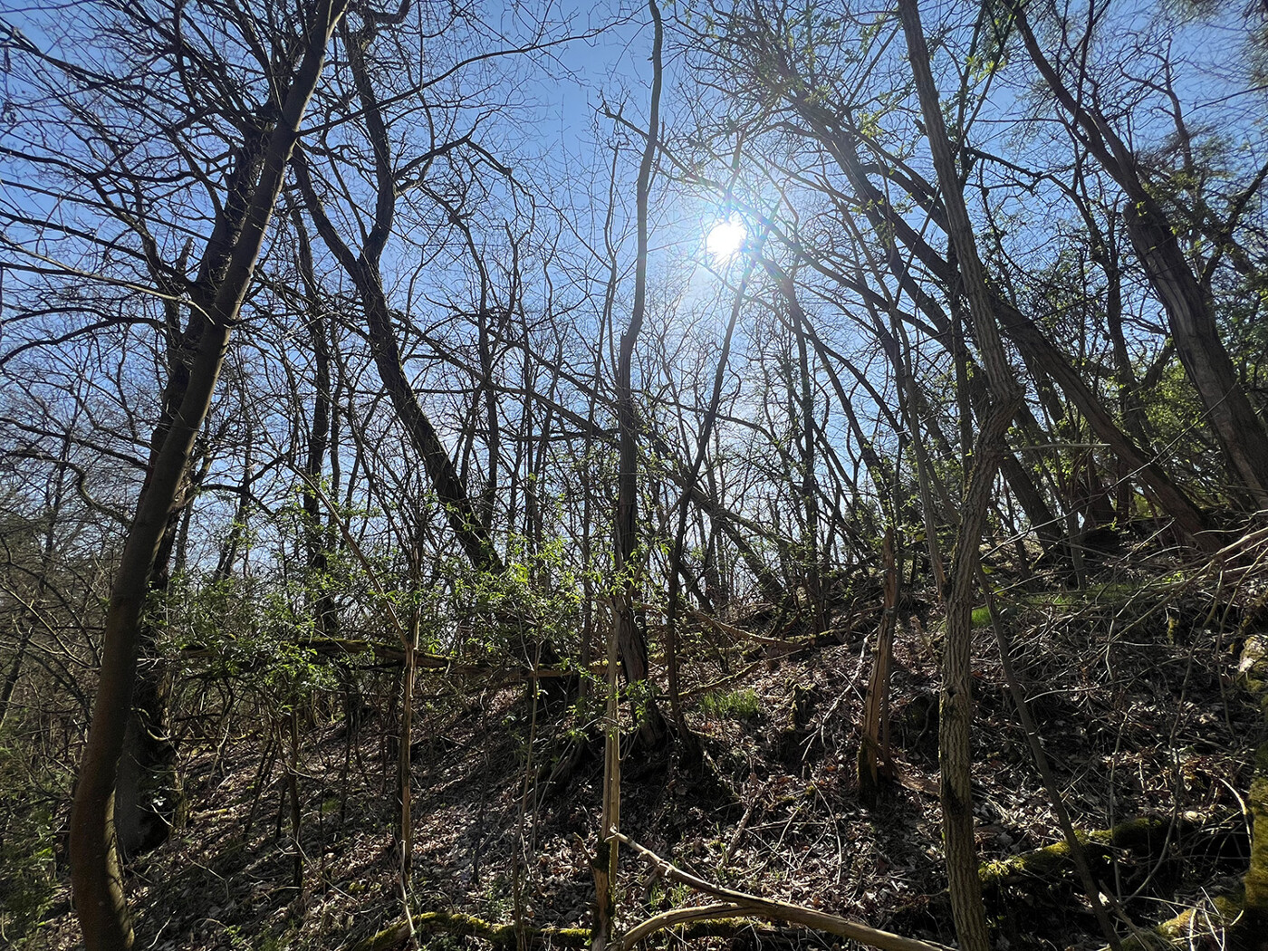 Blick in den Wald