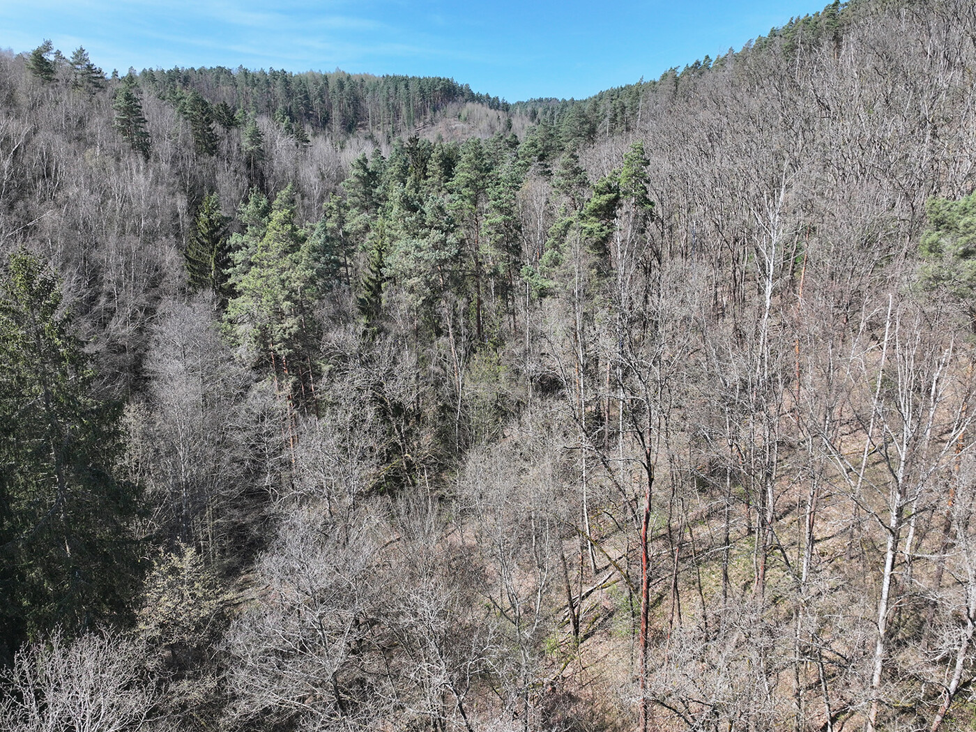 Blick auf die Baumkronen