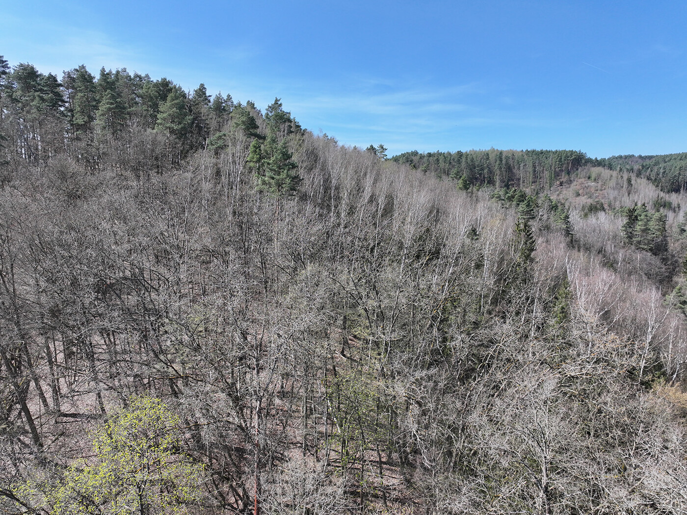 Blick auf die Laubbaumkronen