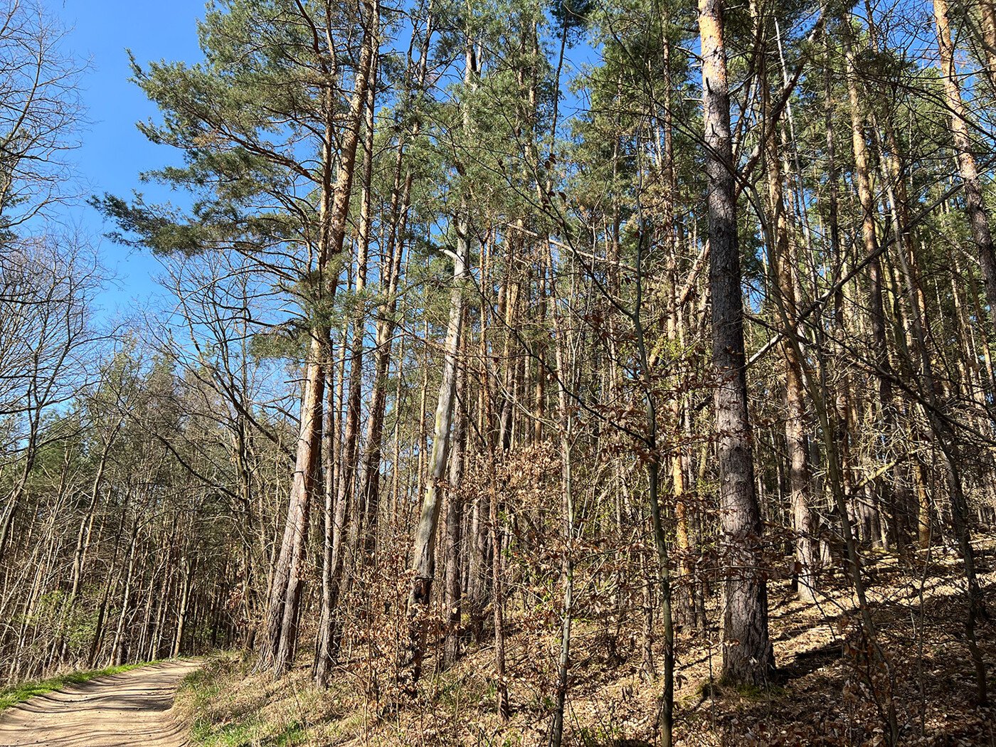 Blick vom Waldweg auf die Flurstücksgrenze