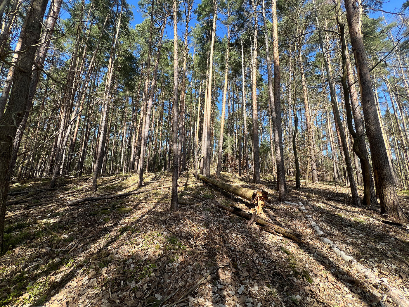 Blick in den Wald