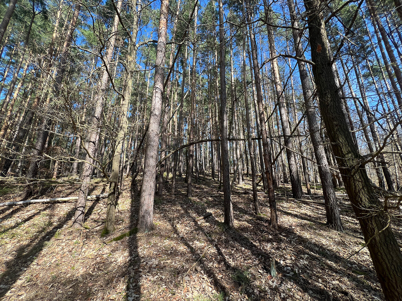 Blick in den Wald