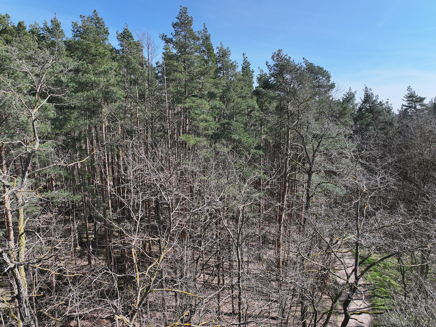 Blick auf die Flurstücksgrenze + Waldweg