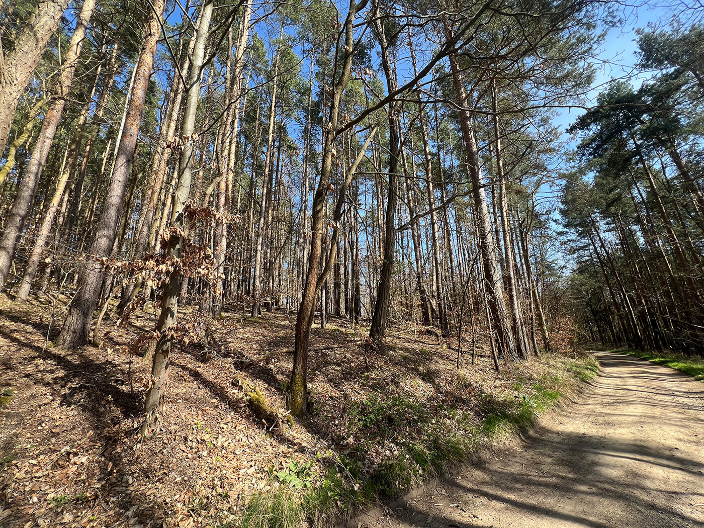 Blick vom Waldweg