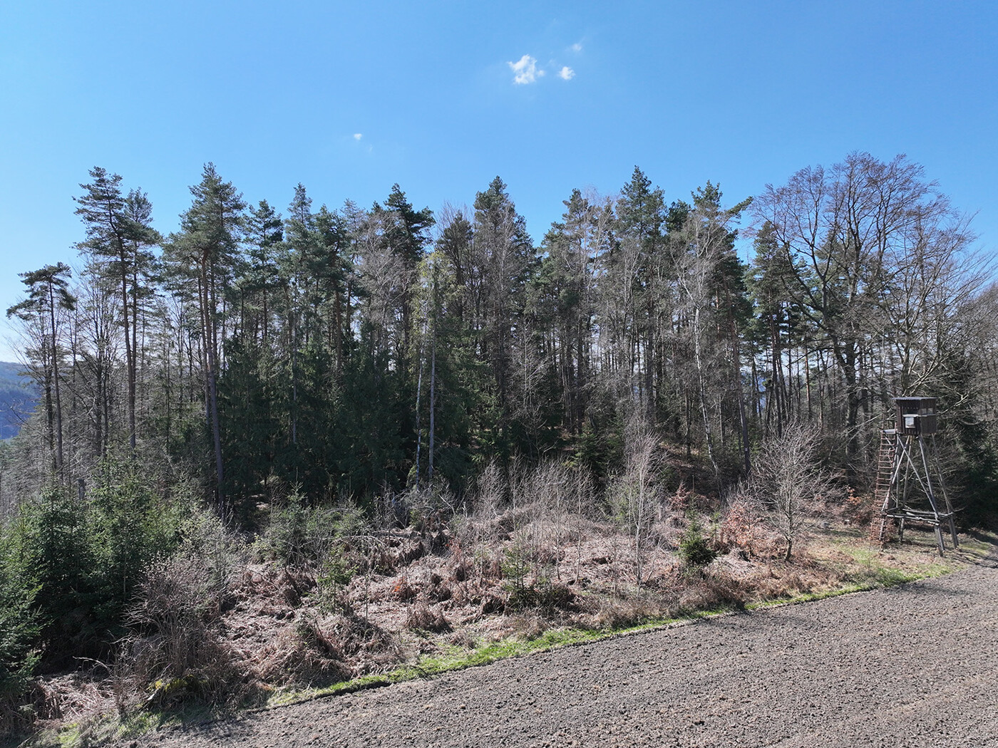 Blick auf den Mischwald