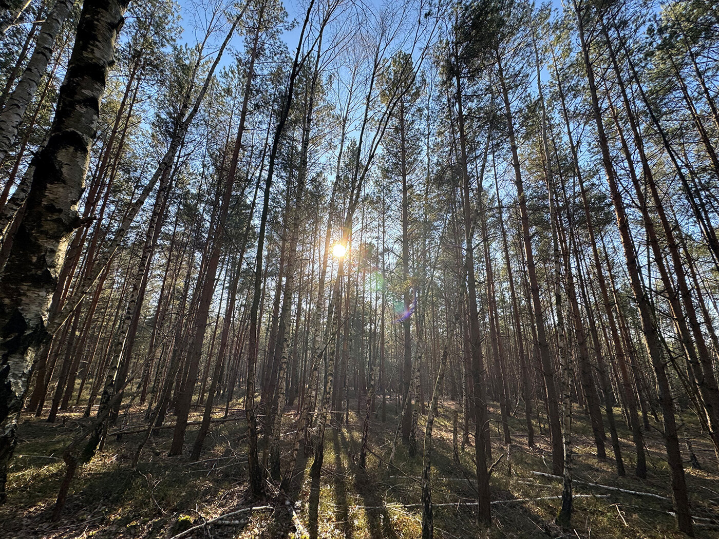 Blick in den Wald