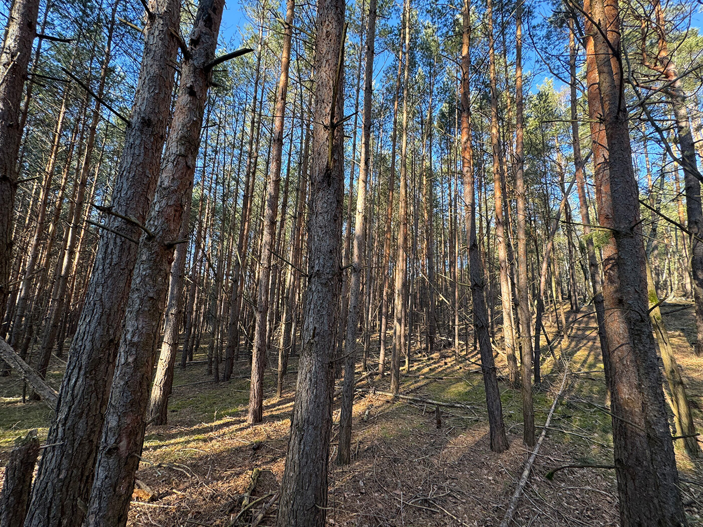 Blick in den Wald | Windbruch