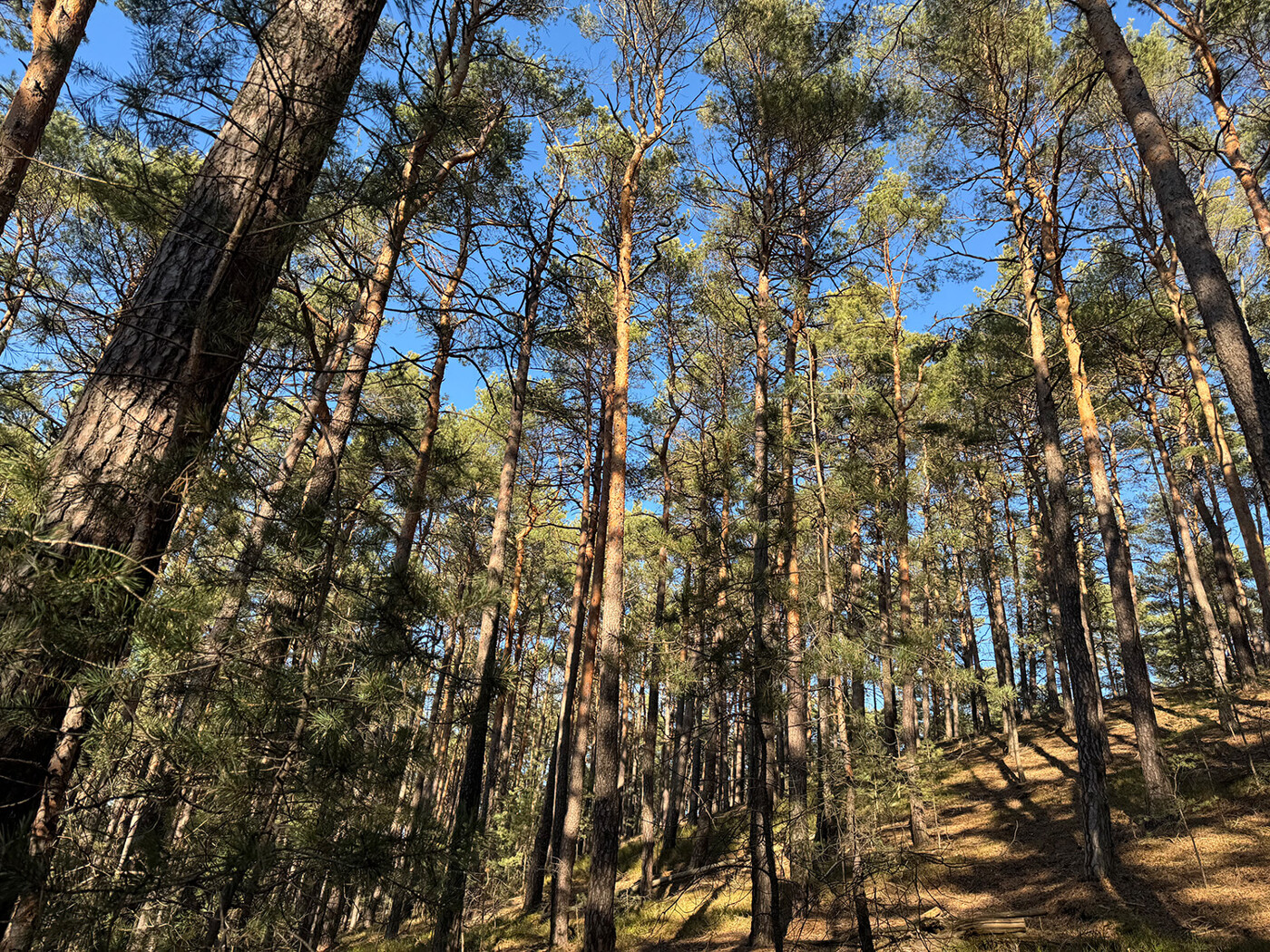 Blick in den Wald | leichte Hanglage