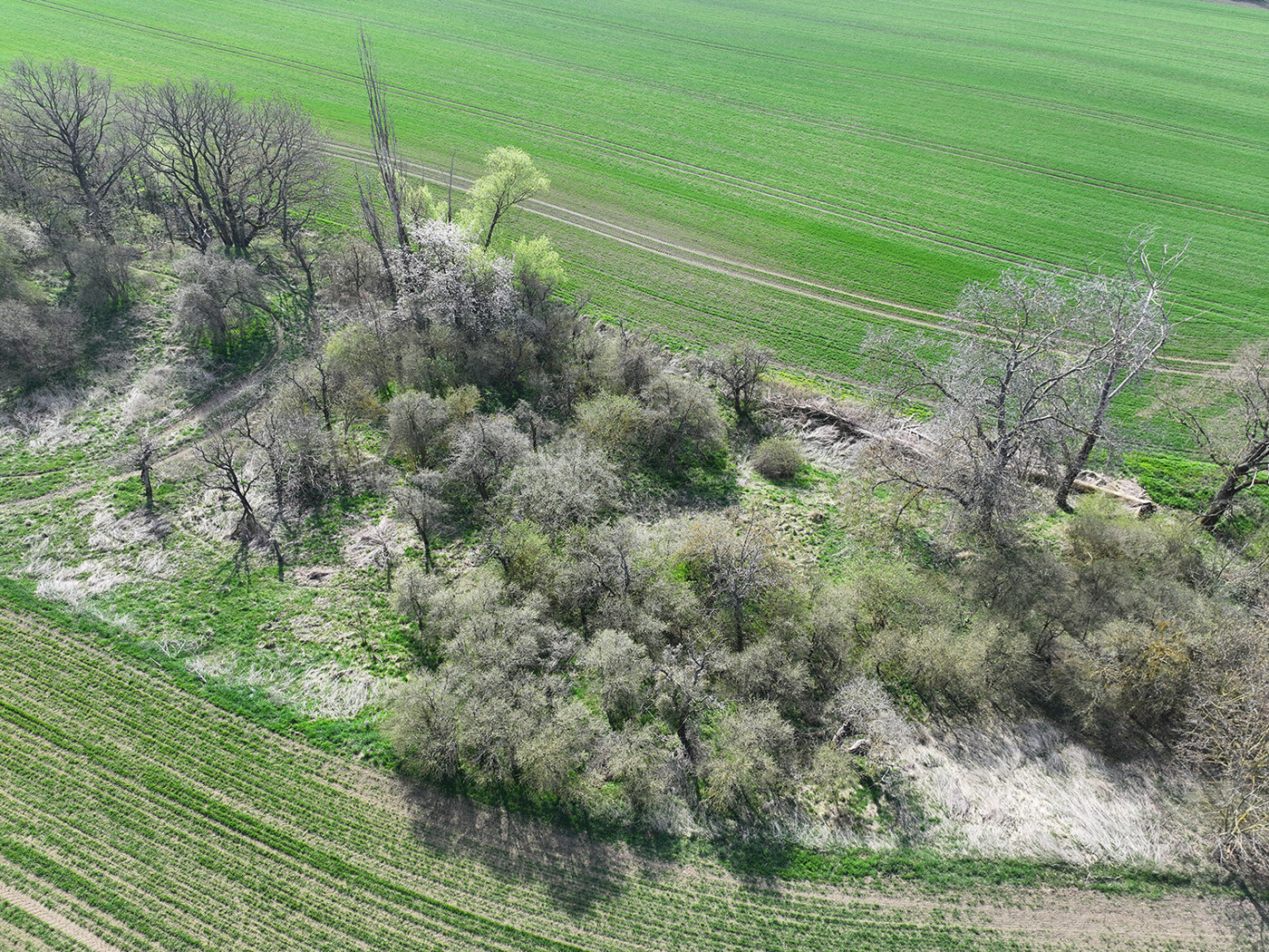 Blick von Oben - Holzungsanteil