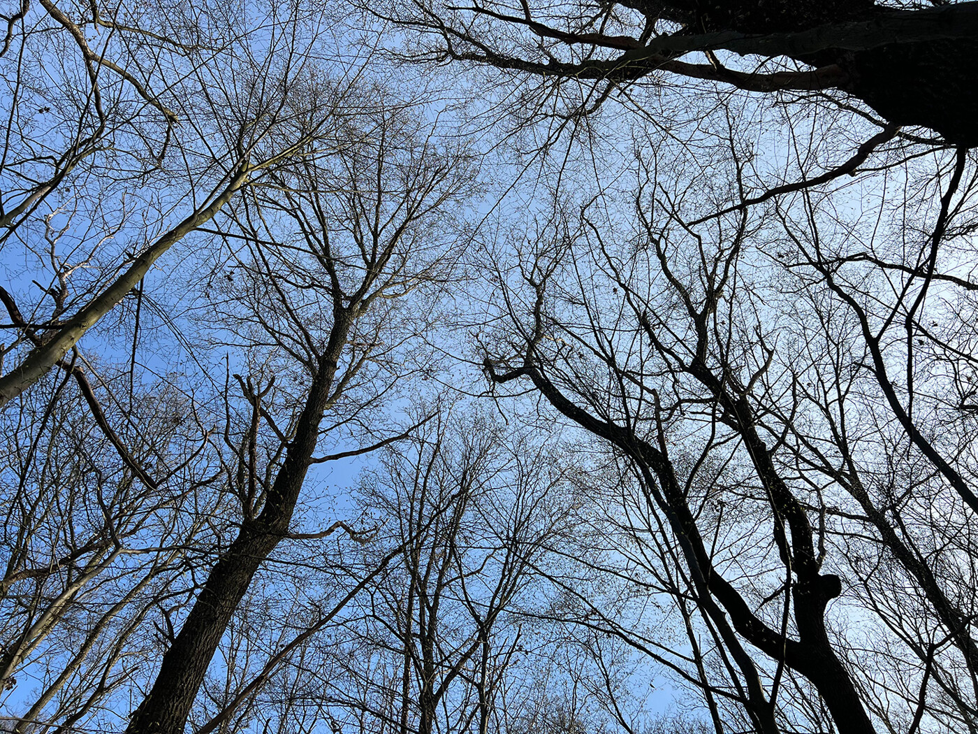 Blick in die Baumkronen