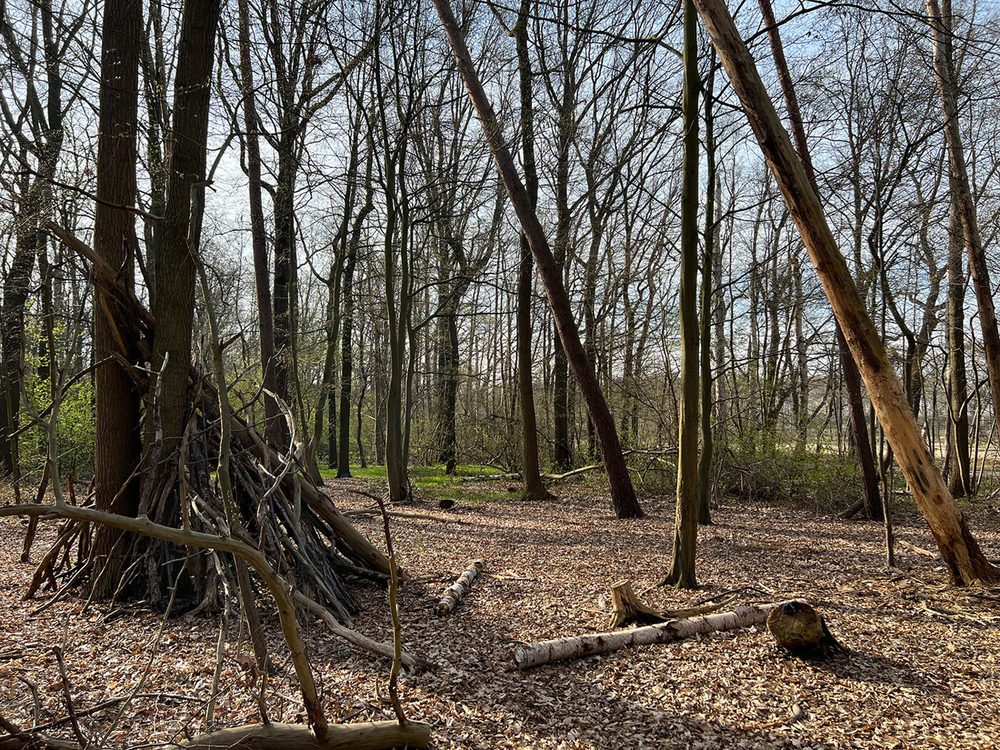 Blick in den Wald (5)
