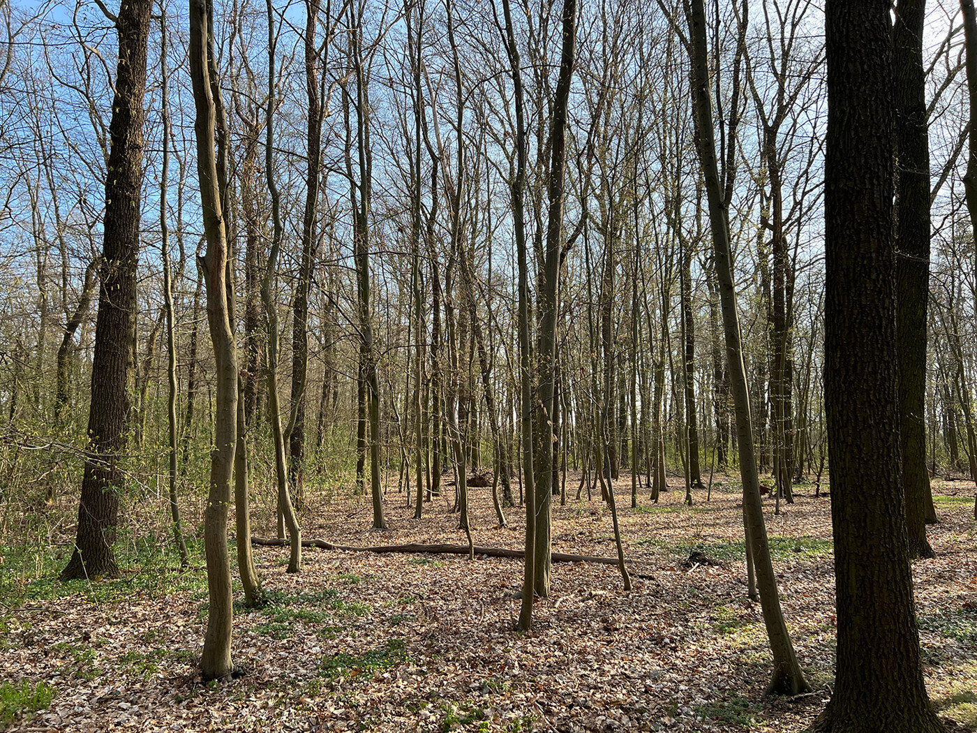 Blick in den Wald (4)