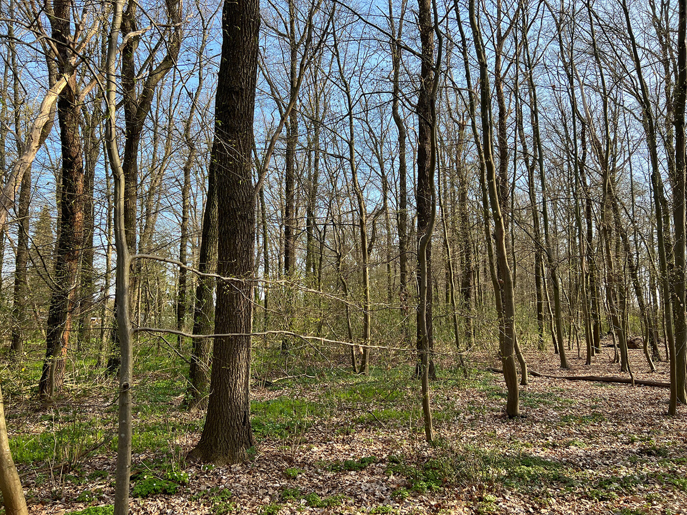 Blick in den Wald (2)