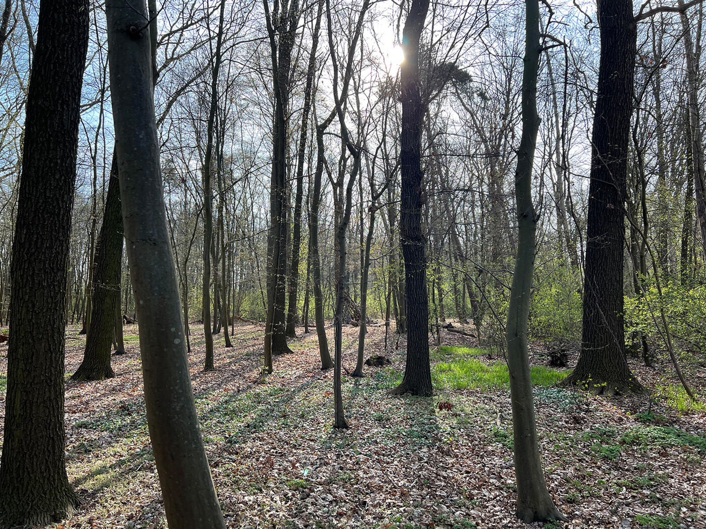 Blick in den Wald (3)