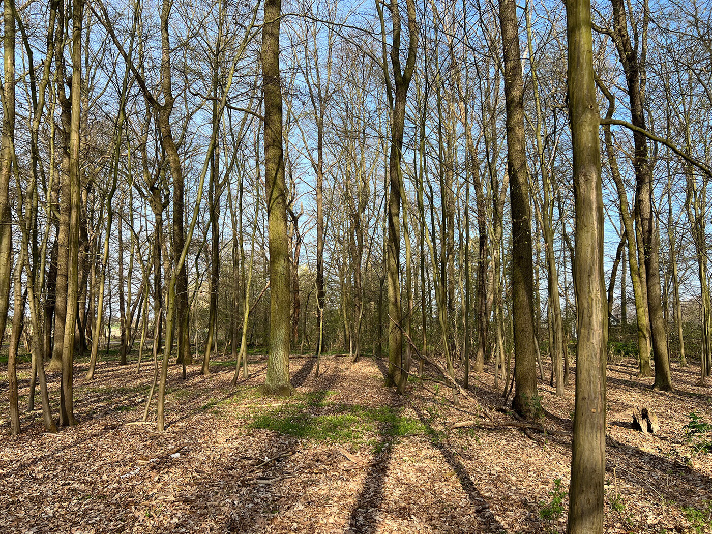 Blick in den Wald (6)