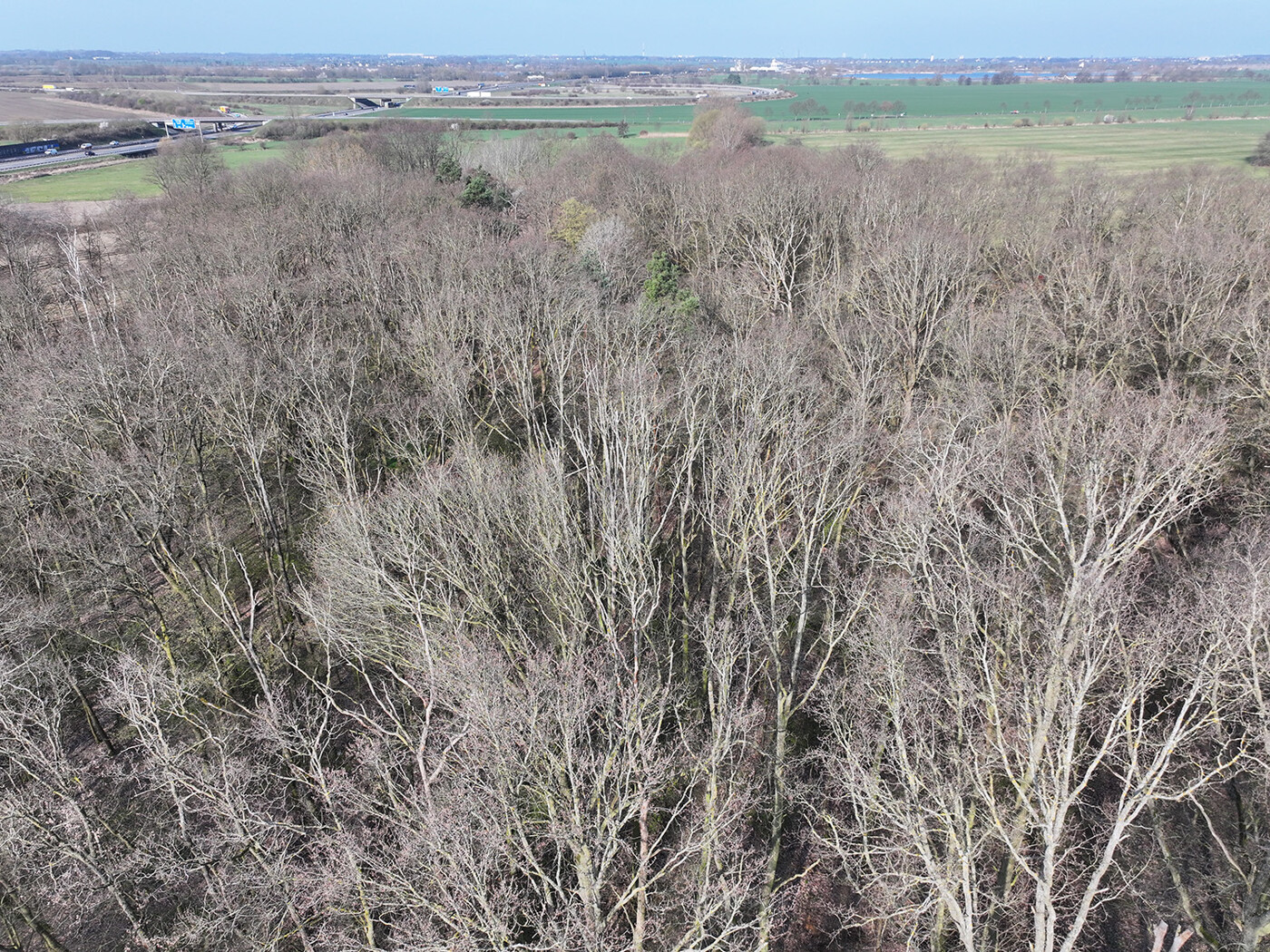 Blick auf die Baumkronen