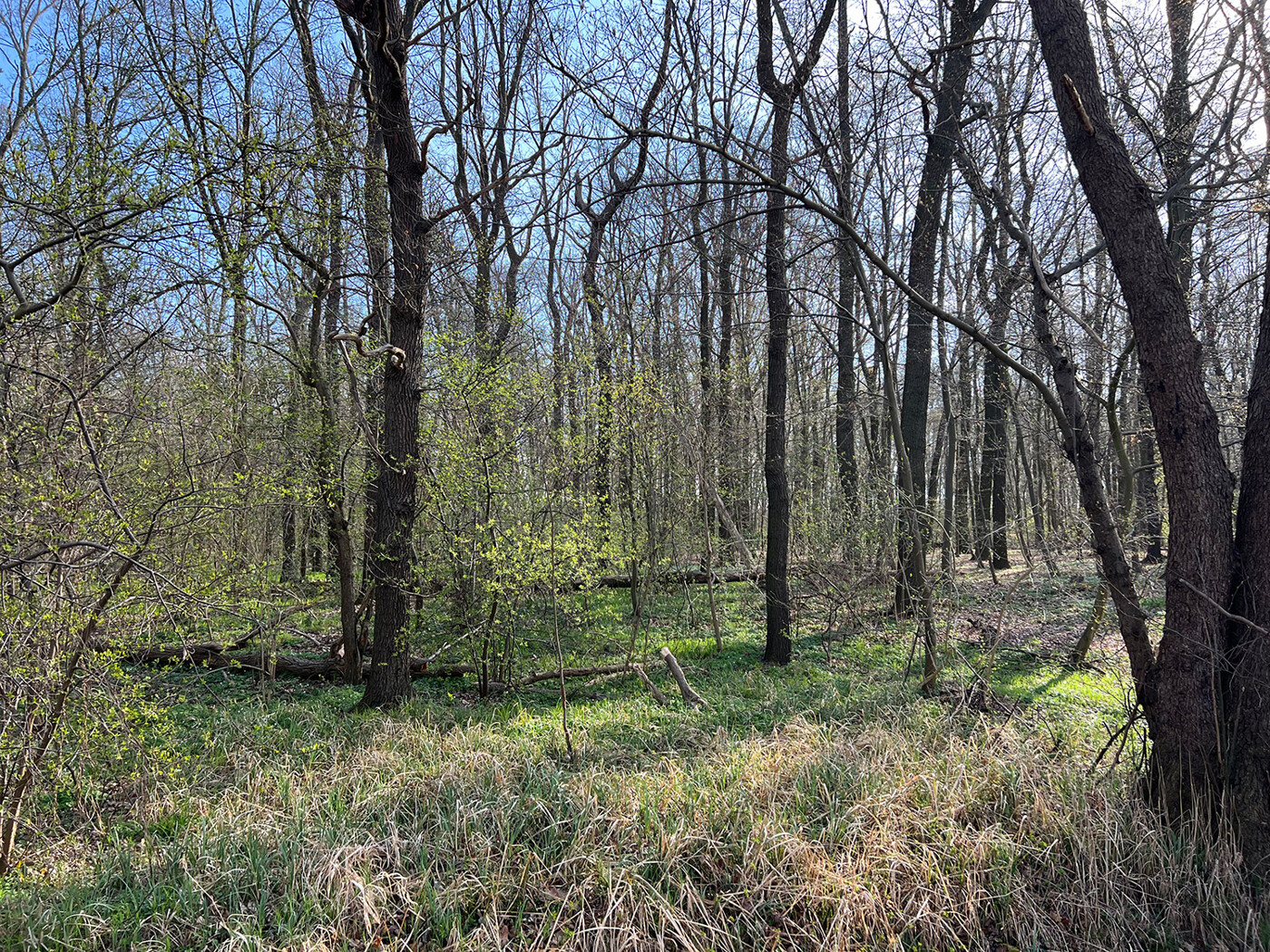 Blick in den Wald (1)