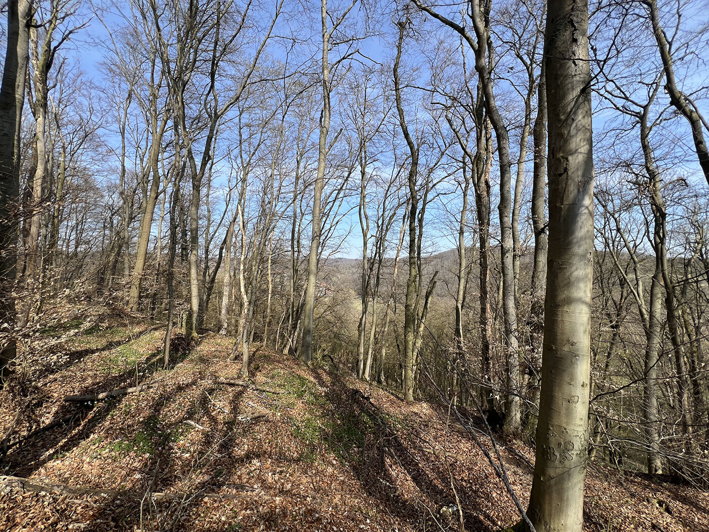 Im Wald