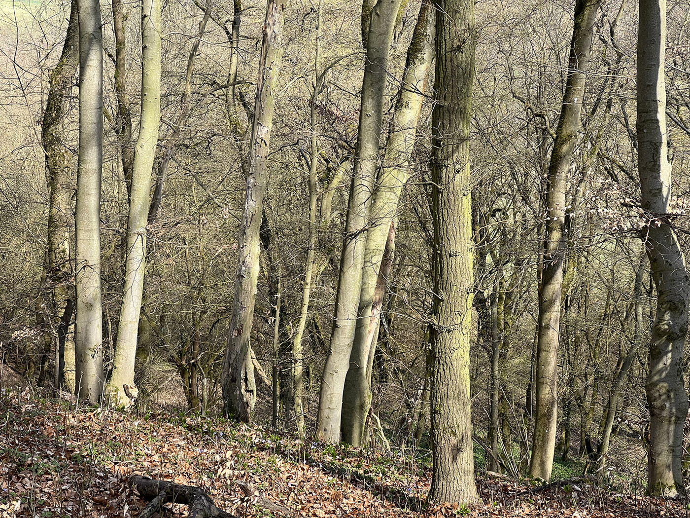 Im Wald