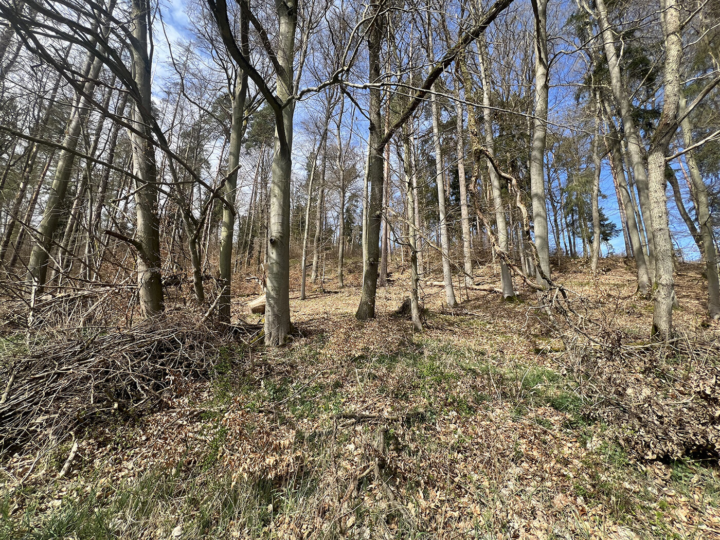 Blick in den Wald