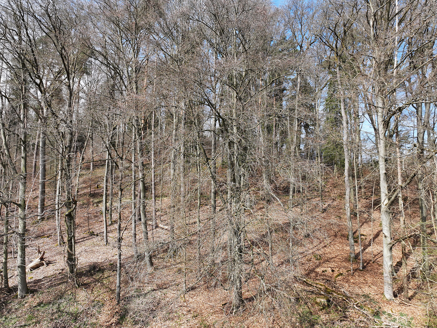 Blick in den Wald
