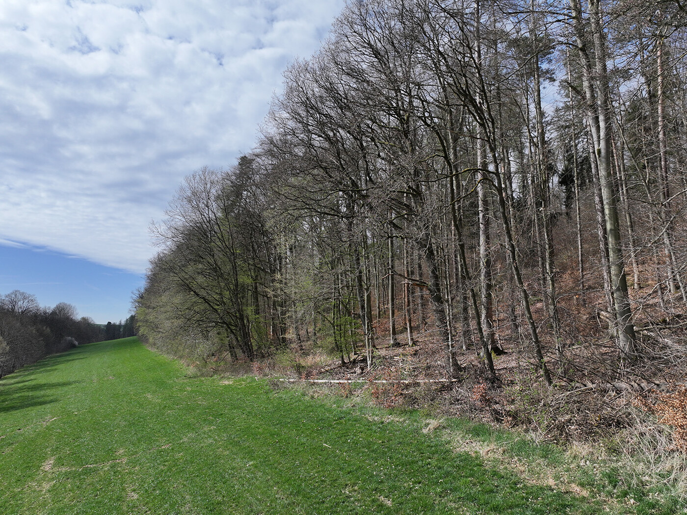 Blick auf die Wiese und den Wald