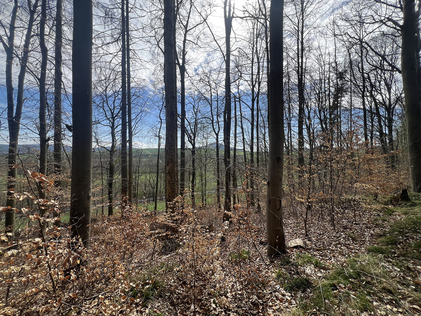 Blick in den Wald Richtung Hügel